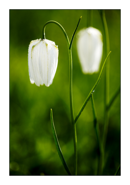 White Snakeshead fritillaries 2